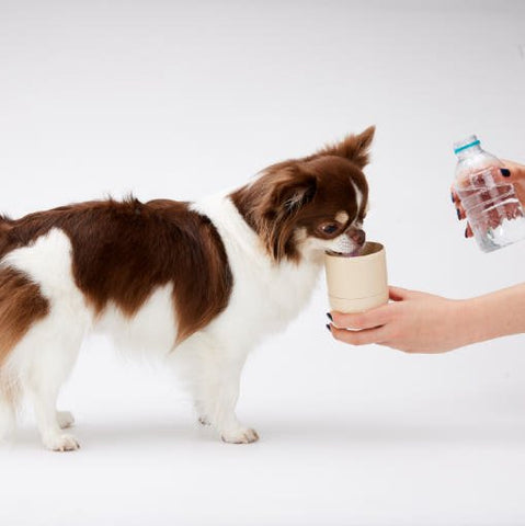 [Ahahland] COCONI Bottle – Portable Dog Water Bottle & Snack Container, All-in-One for Walks image 4
