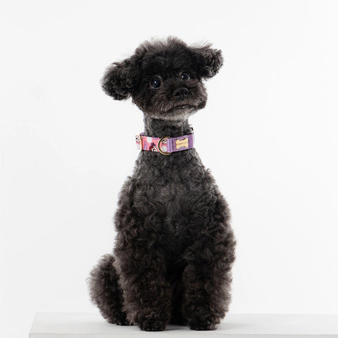 NORADOG PEKO Collar