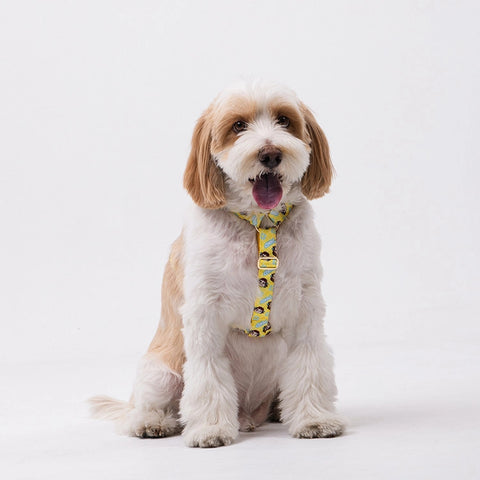 NORADOG PEKO H Harness