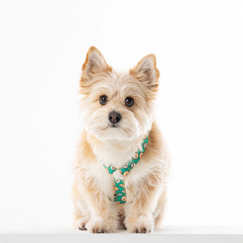 NORADOG Scottie Friends H Harness