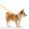 NORADOG Scottie Friends H Harness