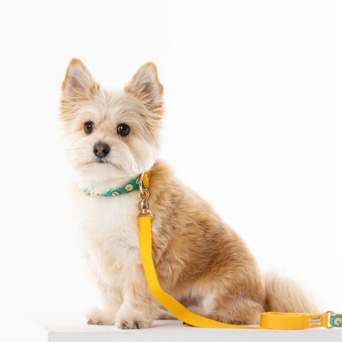 NORADOG Scottie Friends Hand Leash (under 7kg)