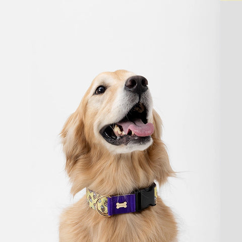 NORADOG SomSom Collar