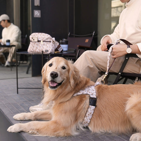 NORADOG Teddy C Belt Leash (up 7kg)